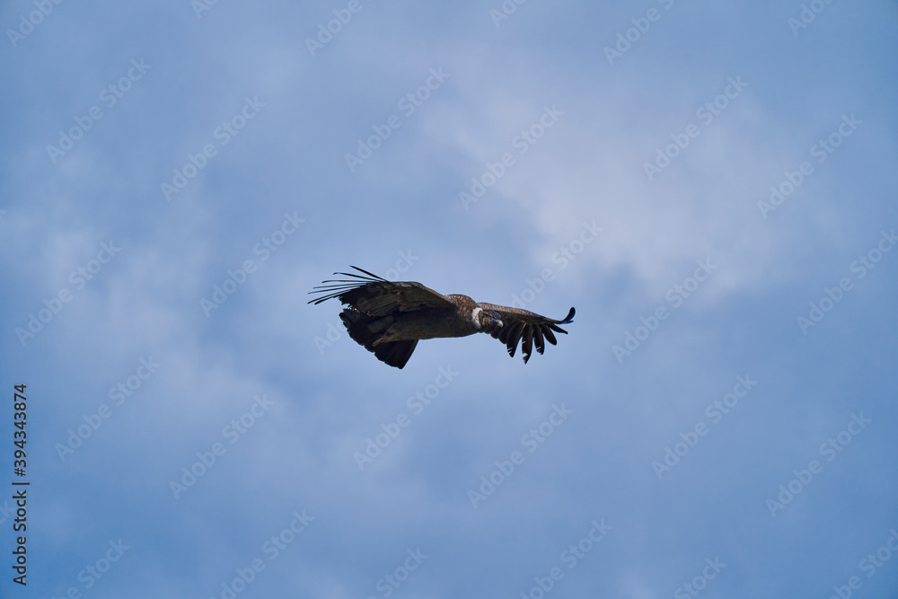 Andean condor, Vultur gryphus, soaring over the Colca Canyon in the Andes of Peru close to Arequipa. Andean condor is the largest flying bird in the world,  combined measurement of weight and wingspan