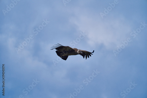 Andean condor  Vultur gryphus  soaring over the Colca Canyon in the Andes of Peru close to Arequipa. Andean condor is the largest flying bird in the world   combined measurement of weight and wingspan