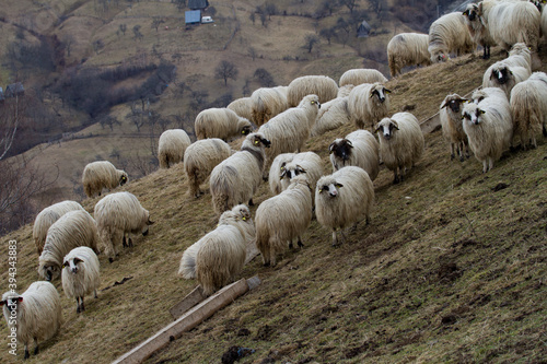 Sheep in the mountains of Romania