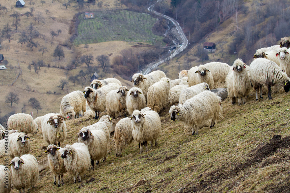 Fototapeta premium Flock of sheep in the mountains of Romania