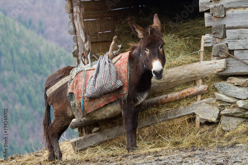 Donkey in the mountains of Romania © Gerhard