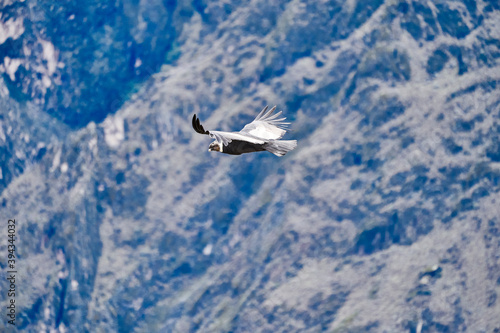 Andean condor, Vultur gryphus, soaring over the Colca Canyon in the Andes of Peru close to Arequipa. Andean condor is the largest flying bird in the world, combined measurement of weight and wingspan