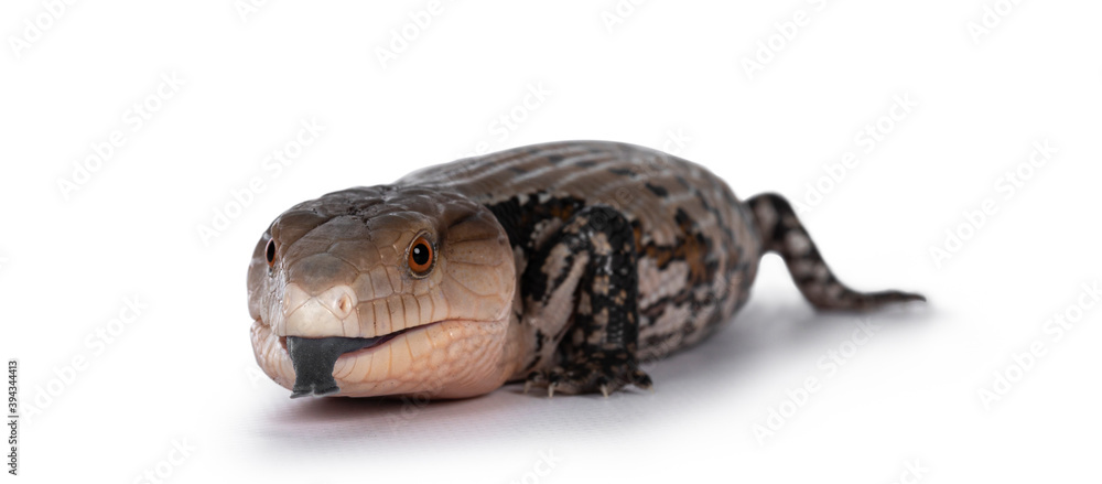 Detailed shot of an Indonesian blue-tongued skink aka Tiliqua gigas, standing facing front. Tongue out. Isolated on white background. Detailed shot of an Indonesian blue-tongued skink aka Tiliqua gigas, standing facing front. Tongue out. Isolated on white background.