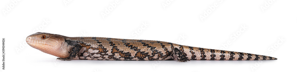 Detailed shot of an Indonesian blue-tongued skink aka Tiliqua gigas, standing side ways. Tongue out. Isolated on white background. Detailed shot of an Indonesian blue-tongued skink aka Tiliqua gigas, standing side ways. Tongue out. Isolated on white background.