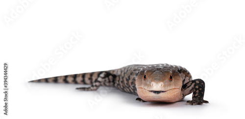 Detailed shot of an Indonesian blue-tongued skink aka Tiliqua gigas, standing side ways. Tongue out. Isolated on white background.
