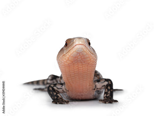 Detailed shot of an Indonesian blue-tongued skink aka Tiliqua gigas, standing facing front. Head up showing both eyes. Isolated on white background.