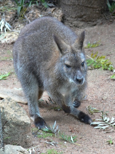 Wallaby in natural environment 