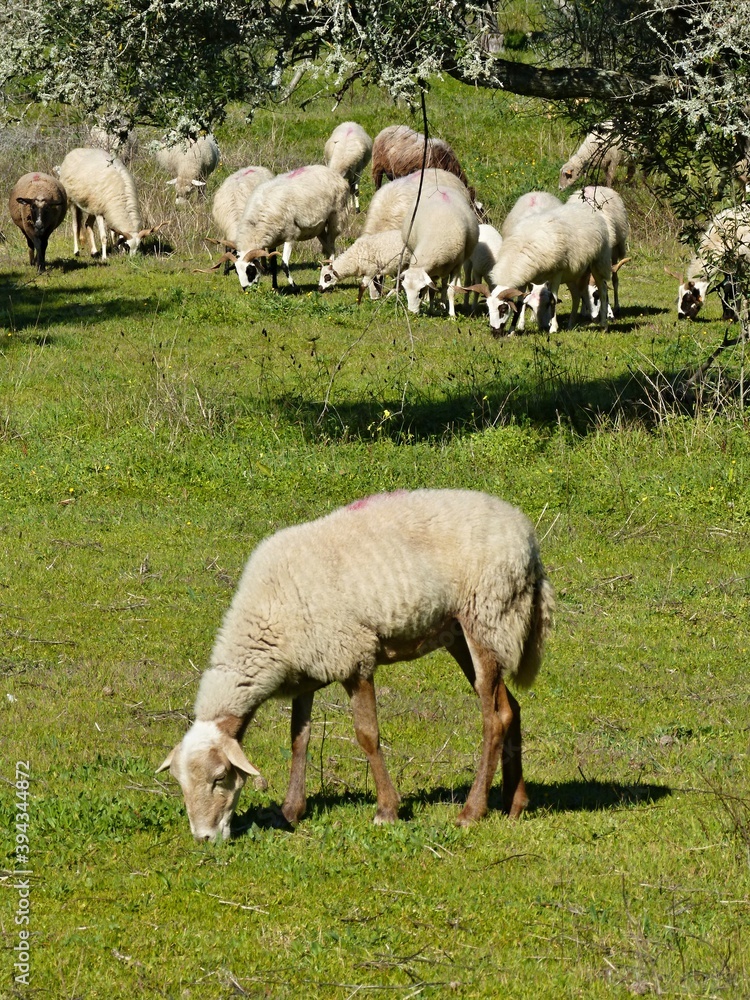 Obraz premium Flock of sheep on a meadow in Extremadura - Spain