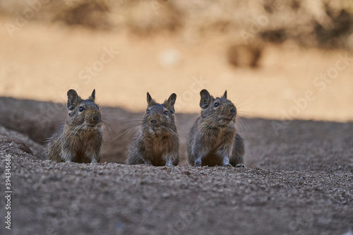 3 cute little Degus, Octodon, octodontid rodents native to South America. Group of Degu sitting at their den in the arid landscape of the atacama desert in Chile at chinchilla sanctuary photo