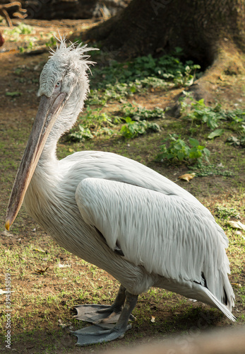 Pink pelican  Pelecanus onocrotalus 