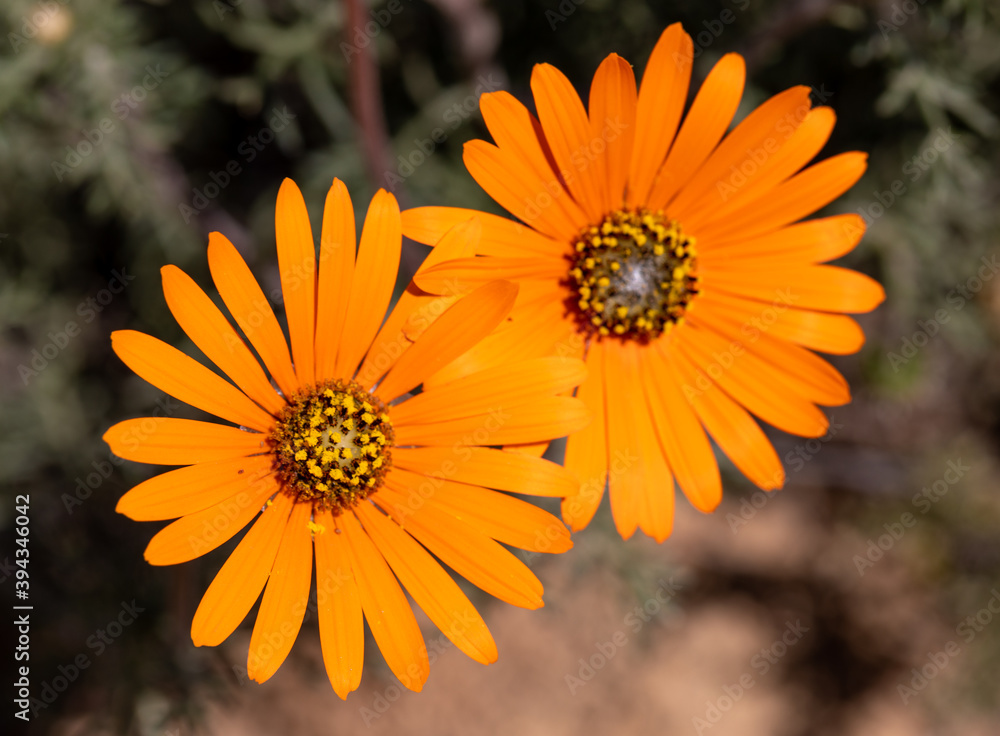 Obraz premium namaqualand daisy
