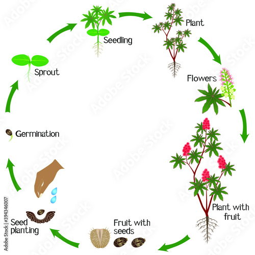 A growth cycle of red castor plant on a white background.