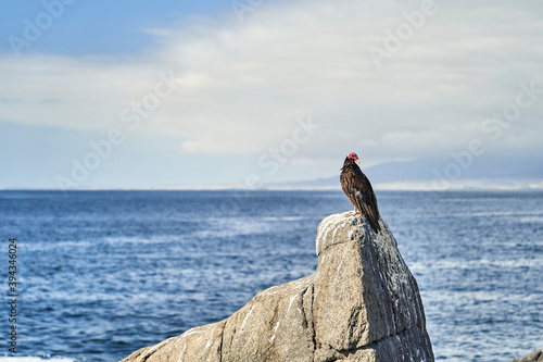 turkey vulture, Cathartes aura, also turkey buzzard, sitting on the rocks of the pacific coast in peru, south america and heating up in the morning sun