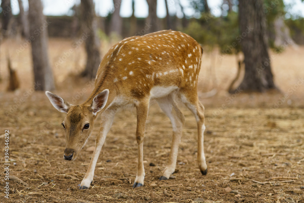 Obraz premium Fallow Deer (Dama Dama) standing on the meadow with forest in the background