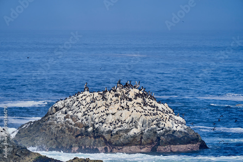 Tableau sur toile Bird colony in Paracas national park at the Pacific Ocean coast line of Peru