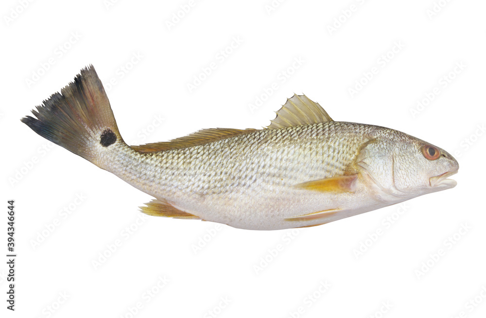 Red drum fish or redfish isolated on white background, Sciaenops ocellatus