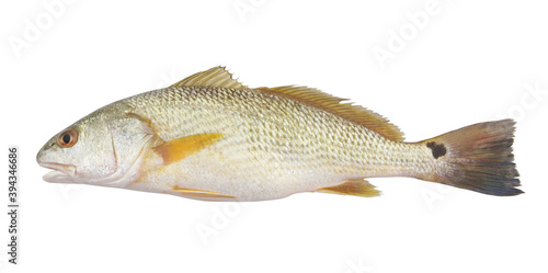 Red drum fish or redfish isolated on white background, Sciaenops ocellatus