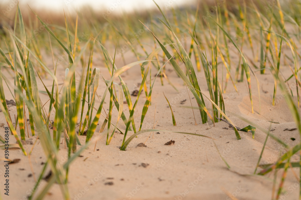 Obraz premium Half-dry grass growing on the sand