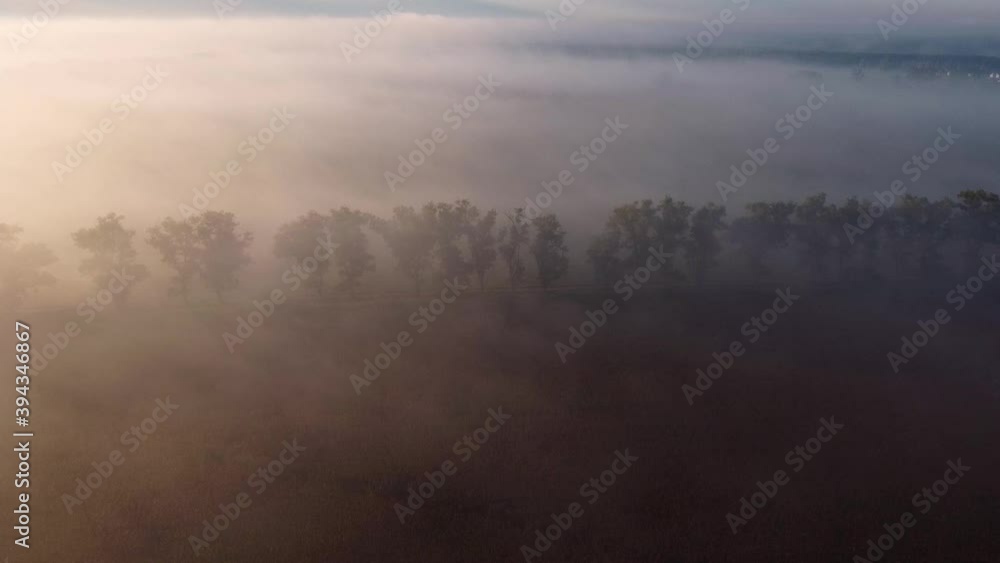 Flying over countryside covered with heavy fog and looking down at mysterious line of trees, illuminated by rising sun. Flying over countryside covered with heavy fog and looking down at mysterious line of trees, illuminated by rising sun.
