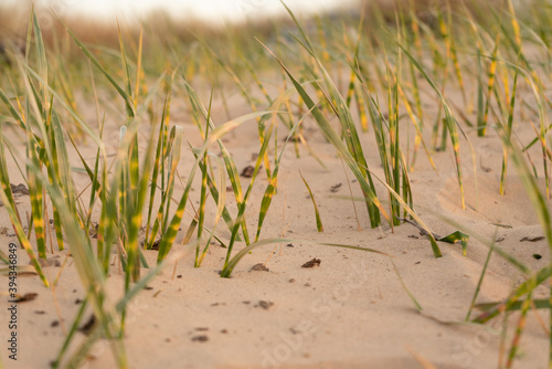 Half-dry grass growing on the sand