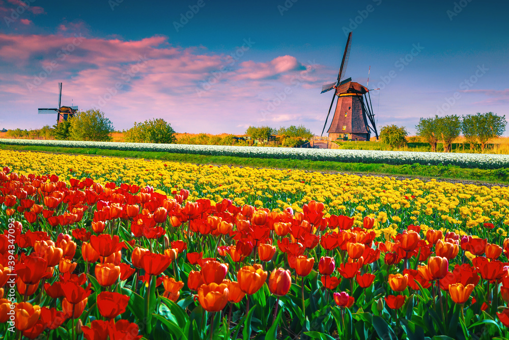 Old windmills and colorful tulip fields at sunset, Kinderdijk, Netherlands
