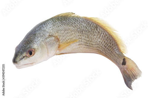 Red drum fish or redfish isolated on white background, Sciaenops ocellatus photo