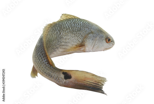 Red drum fish or redfish isolated on white background, Sciaenops ocellatus photo