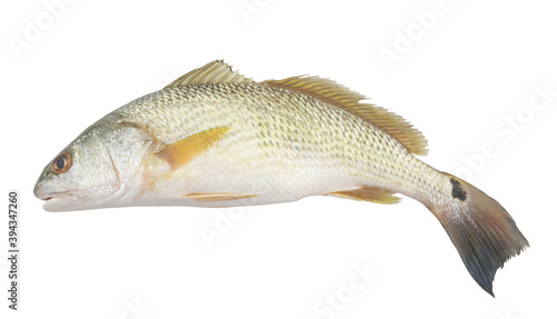Red drum fish or redfish isolated on white background, Sciaenops ocellatus