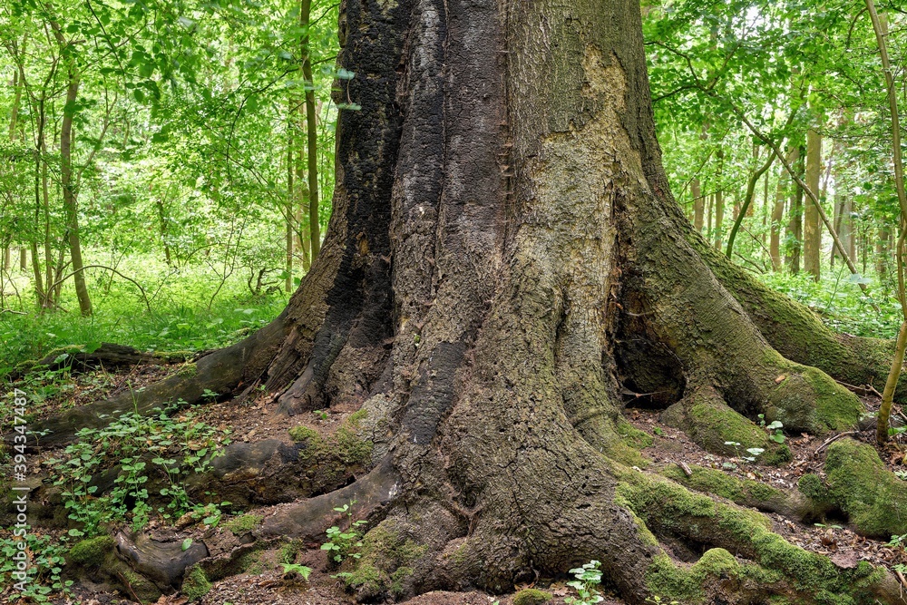 Ancient Beech Tree: Majestic Root System in Natural Forest Ancient Beech Tree: Majestic Root System in Natural Forest