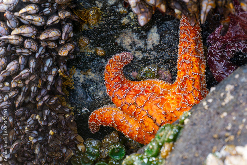 close up of starfish