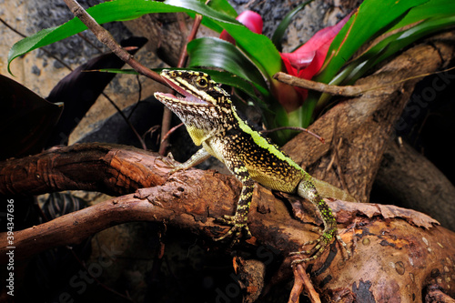 Chinesische Bergagame im Terrarium (Diploderma splendidum, Japalura splendida) - Japalura tree dragon in a terrarium photo