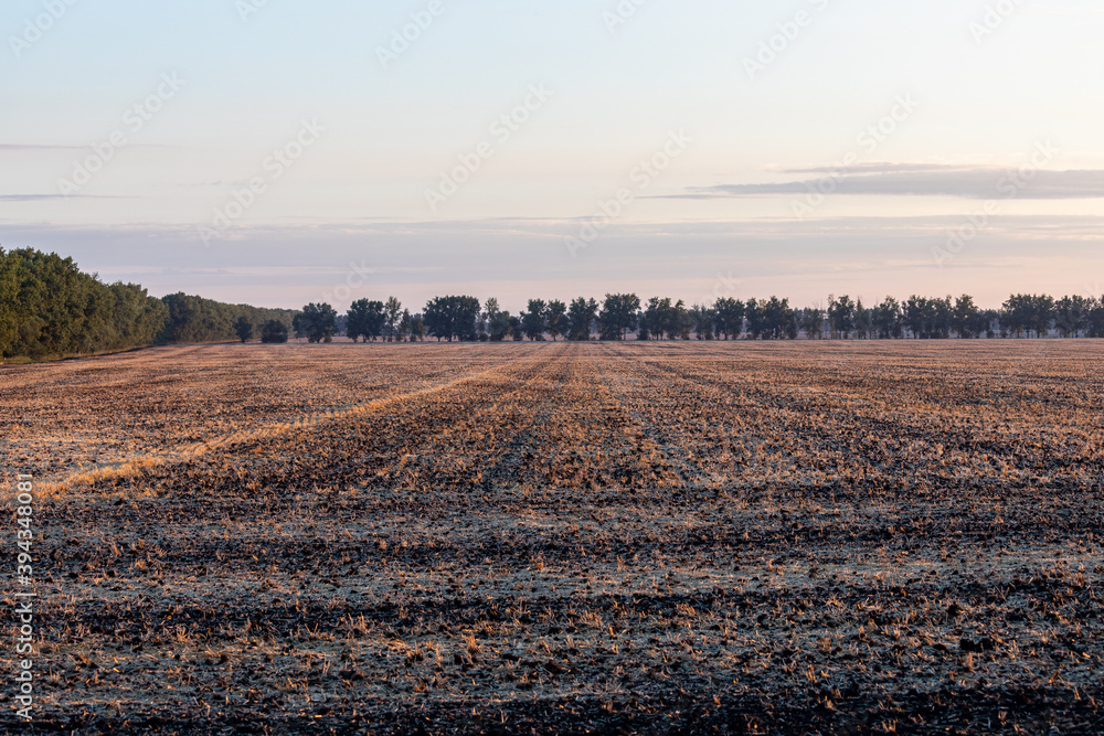 Crop Field After Harvest. Field Of Ripe Wheat. Crop Field After Harvest. Field Of Ripe Wheat.