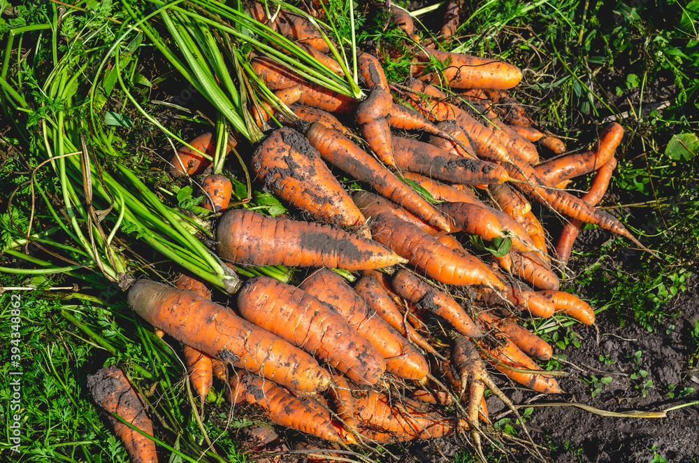 Raw carrots on the ground. Harvesting carrots in the garden Raw carrots on the ground. Harvesting carrots in the garden