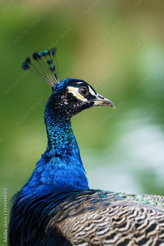 Close up of Blue Peacok head (Pavo cristatus) Close up of Blue Peacok head (Pavo cristatus)