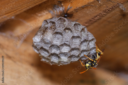 Haus-Feldwespe (Polistes dominula), Gallische Feldwespe photo