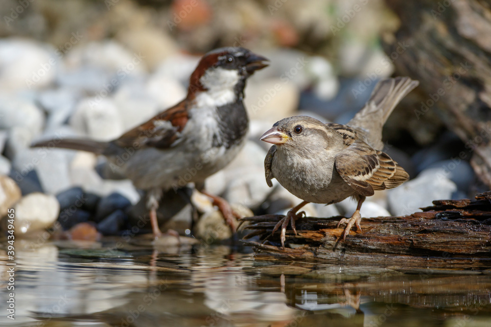 Haussperling (Passer domesticus) Männchen und Jungvogel Haussperling (Passer domesticus) Männchen und Jungvogel
