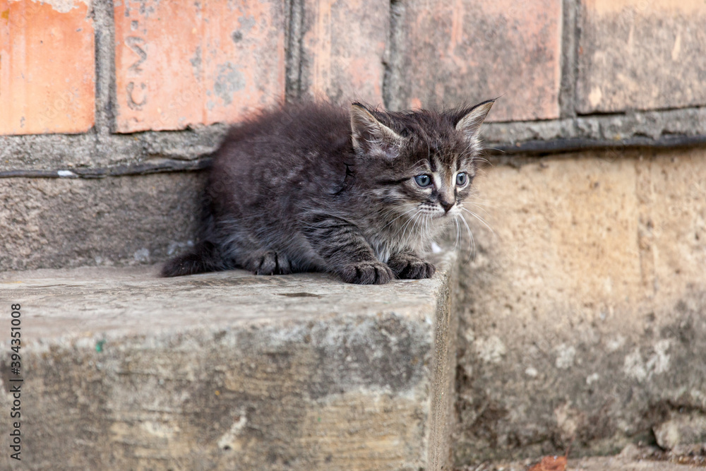 cat on the wall