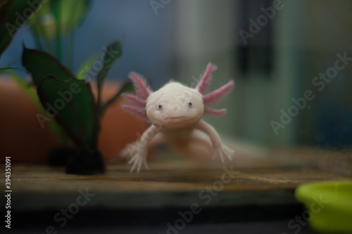 Closeup of a white axolotl, mexican walking fish, tropical underwater amphibian from mexico photo