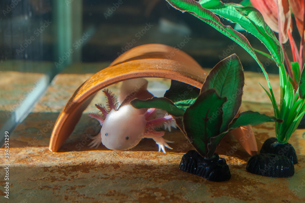 Obraz Axolotl - freshwater reptile stayed home.