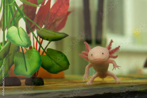 Axolotle - freshwater reptile in aquarium. photo