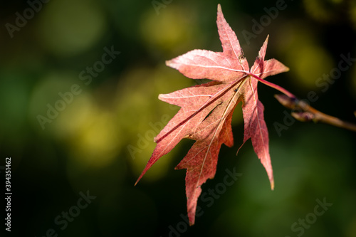 Automne feuilles