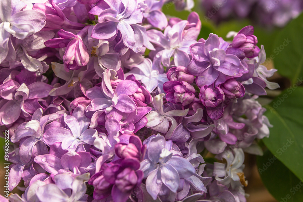 Blossom lilac flowers in spring. Flowering lilac bush close-up on blurred background. Bouquet of purple flowers. Spring natural decoration. Romantic gift for woman. Space for banner selective focus Blossom lilac flowers in spring. Flowering lilac bush close-up on blurred background. Bouquet of purple flowers. Spring natural decoration. Romantic gift for woman. Space for banner selective focus