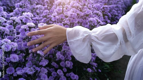 Women's hands touch purple flowers in the fields.