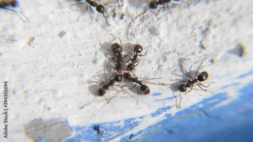 Black garden ant activity. Also known as the common black ant. These insects usually live in colonies. Black garden ant activity. Also known as the common black ant. These insects usually live in colonies.