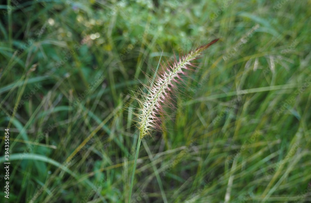 Dazzling wind flower looks through the sky in the forest