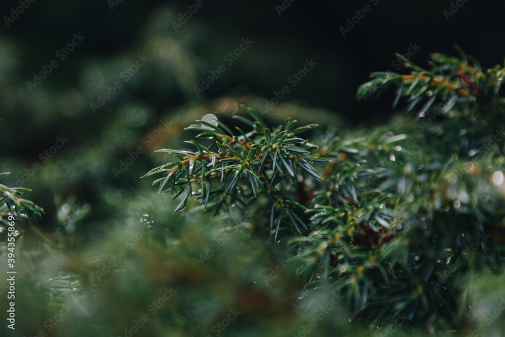 Close up view of green pine branch Close up view of green pine branch