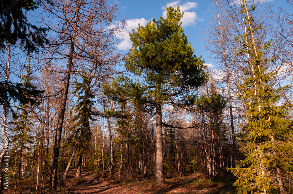 Fototapeta premium Green forest with pines and spruces with big needles on the background with blue sky. Bright summer day. Bottom view of tree crowns