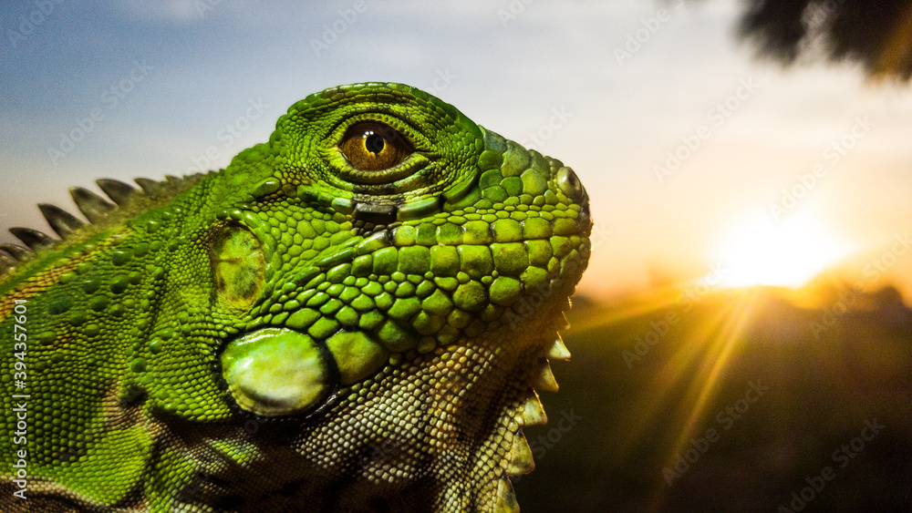 Fototapeta premium iguana on a tree