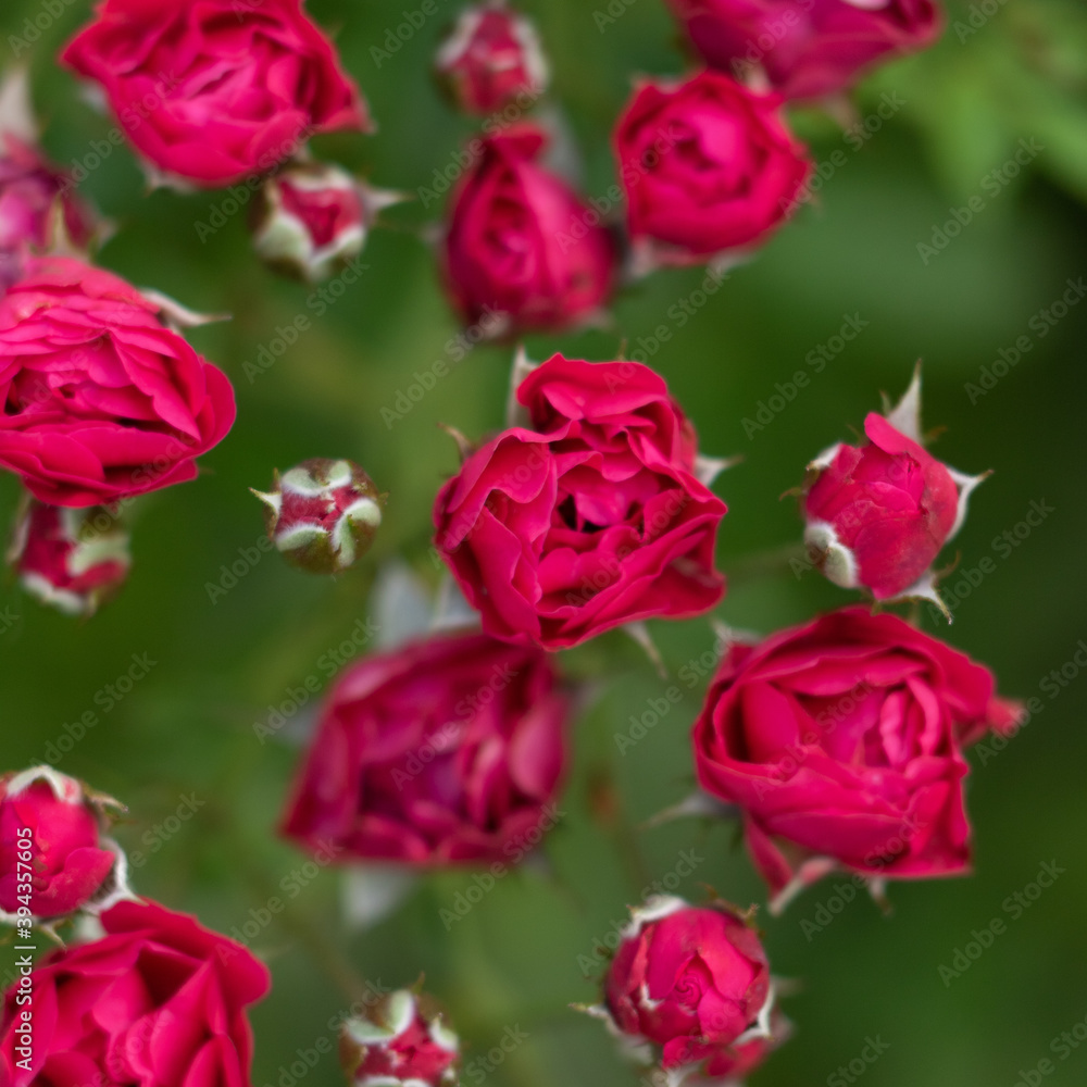 A selective focus macro image of red roses with rose buds and green leaves with dark background
A selective focus macro image of red roses with rose buds and green leaves with dark background
