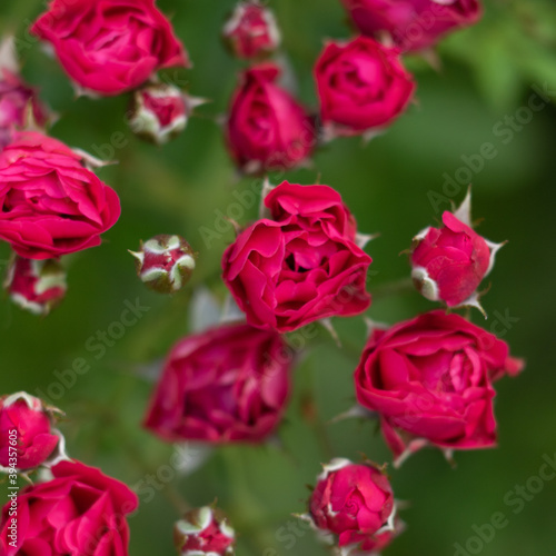 A selective focus macro image of red roses with rose buds and green leaves with dark background 